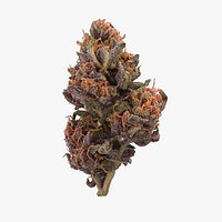 Forbidden Fruit Cannabis Bud