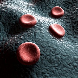 3d model blood cells