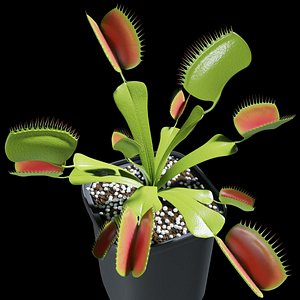 dionaea carnivorous plant venus 3D model