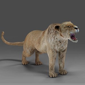 Lioness Rigged and Animation in Blender Unity