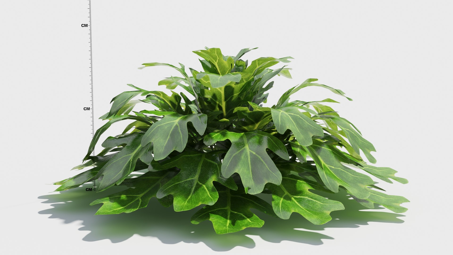 indoor watermelon plant Peperomia 'Watermelon' 4" Pot / Nursery Pot