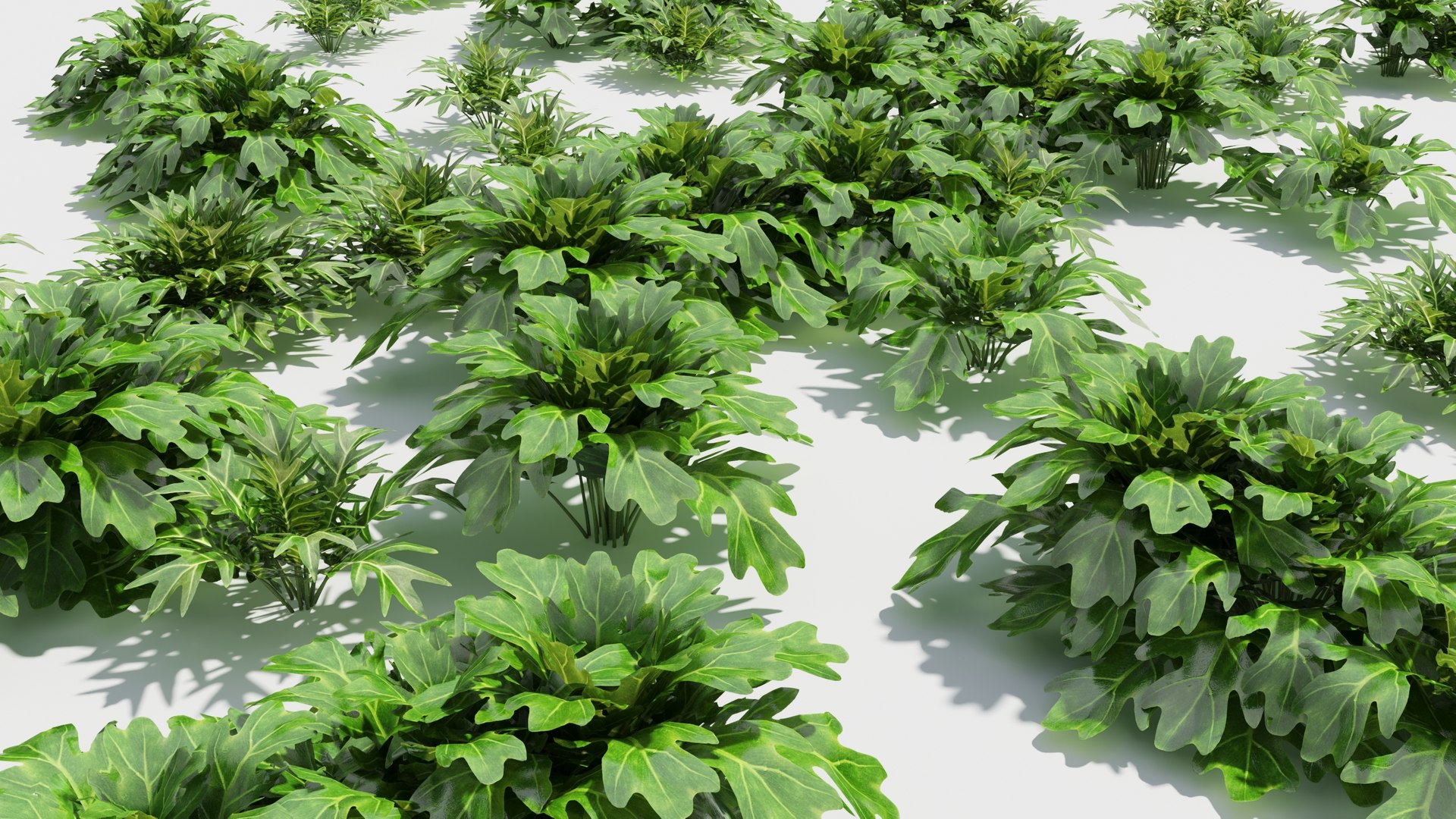 Philodendron 3D Model - TurboSquid 1964489