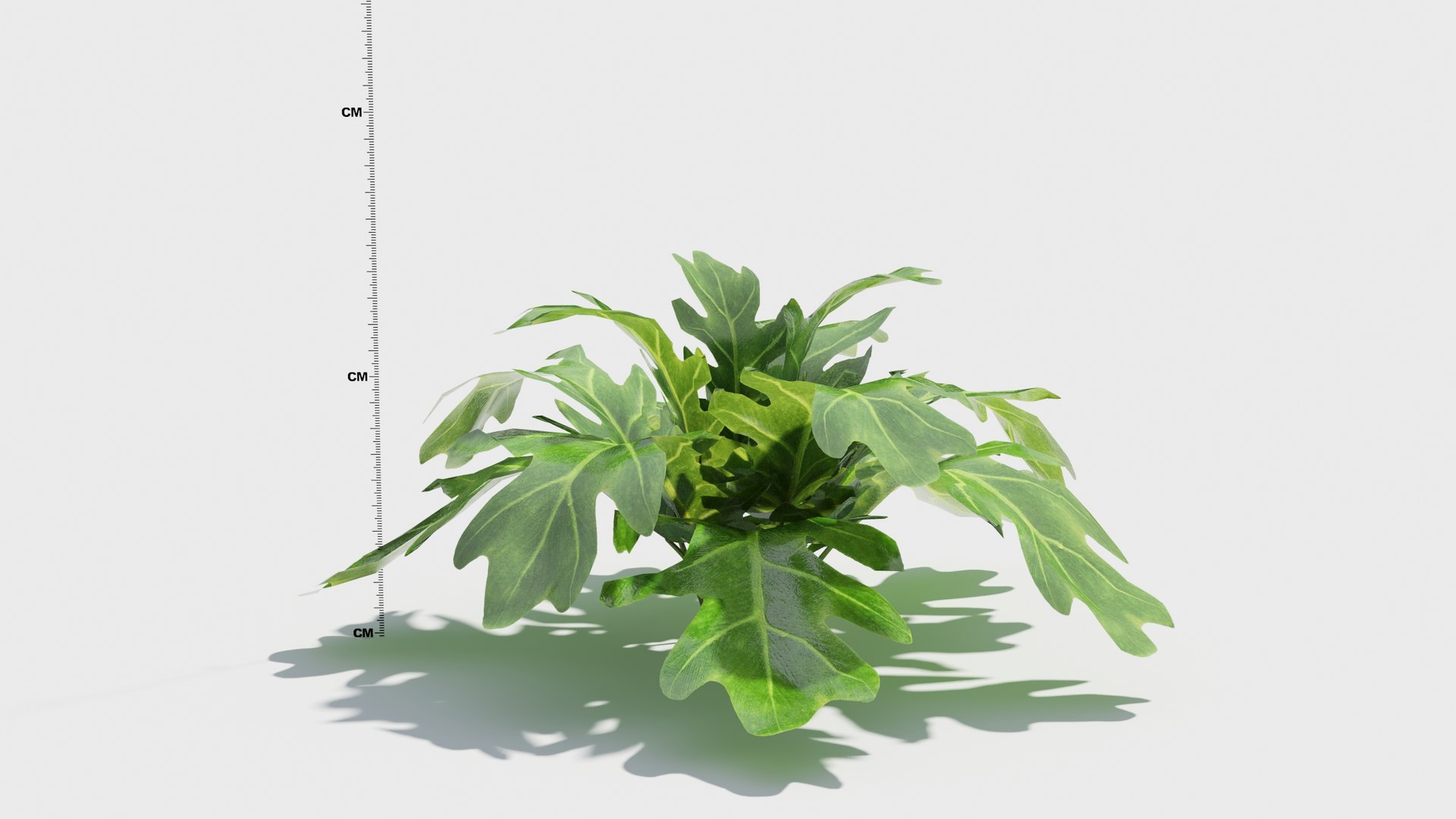 buy variegated snake plant Variegated Snake Plant