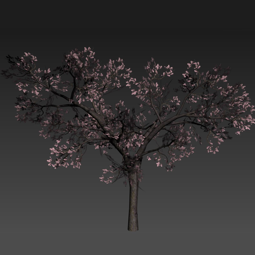 3d cherry tree https://p.turbosquid.com/ts-thumb/Fk/Sb3Jfq/Px5wijtS/sakura_03/jpg/1461698786/1920x1080/fit_q87/7c146825e9c2dc236d6679a7ea6dbb45ca9bf7fc/sakura_03.jpg