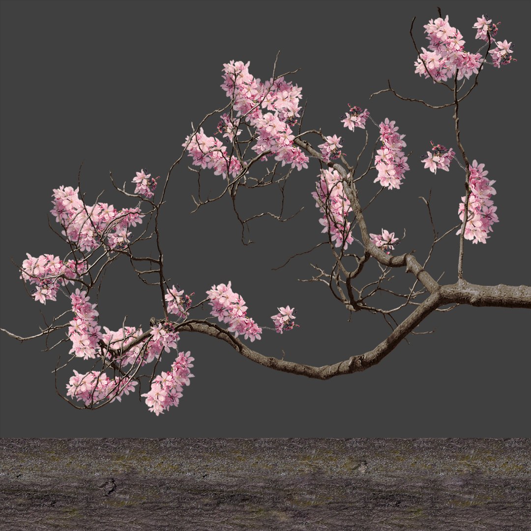 3d cherry tree https://p.turbosquid.com/ts-thumb/Fk/Sb3Jfq/rPB82bhJ/sakura_a/jpg/1461699633/1920x1080/fit_q87/4b883fa6b9d08b8808849144f403479dfa4e74b5/sakura_a.jpg