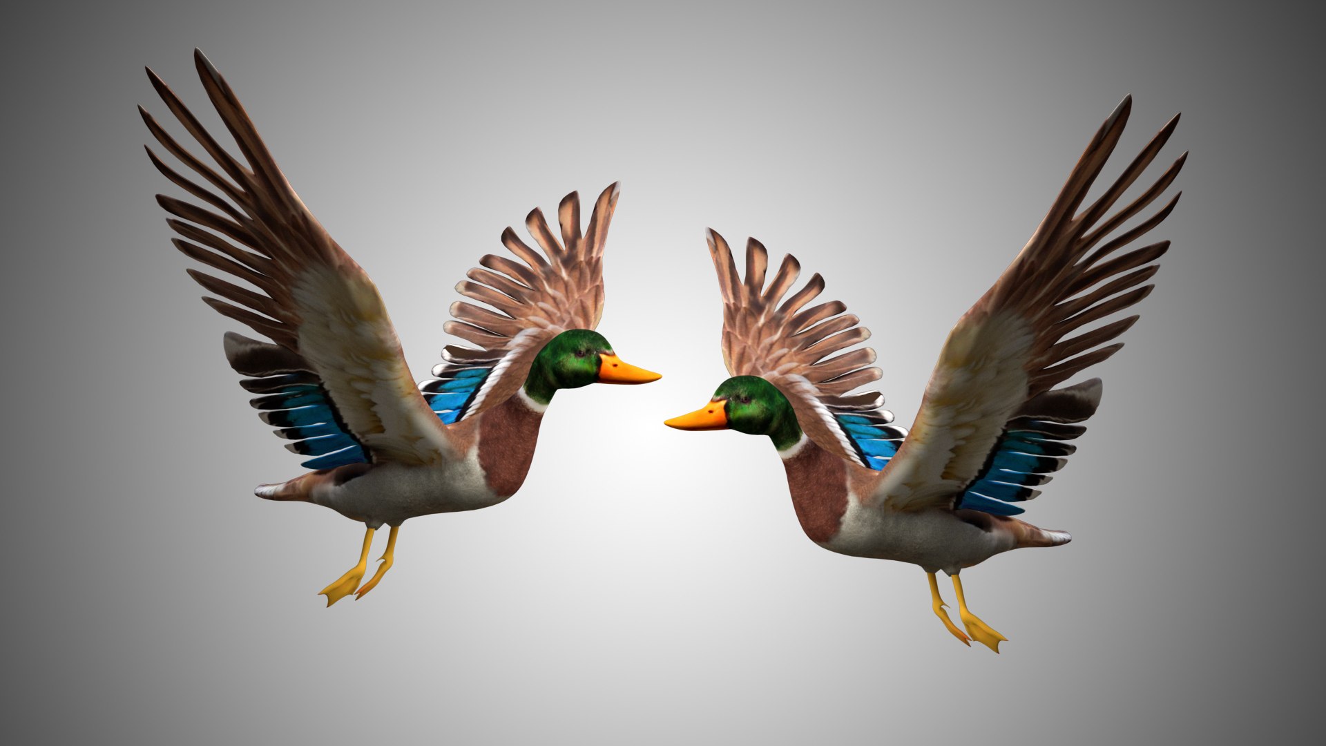 Mallard Duck Rigged Model - TurboSquid 1616580