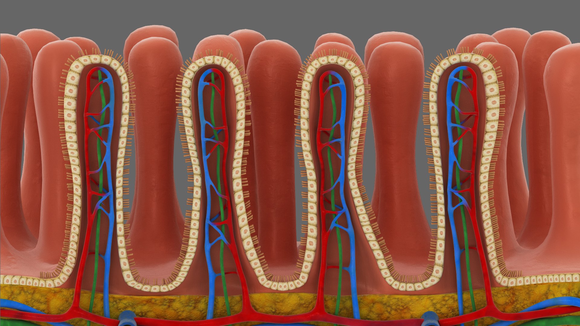 Villi Cross Section With Microvilli Model - TurboSquid 2347866