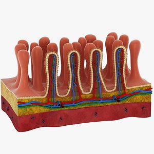 Villi cross section with microvilli model