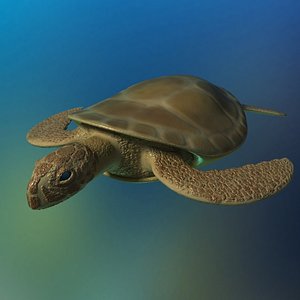 brown sea turtle fully rigged 3D model