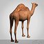 Camel Rigged