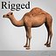 Camel Rigged