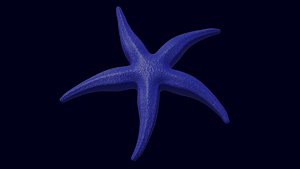 3D Starfish   Sea Star  Asteroidea