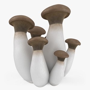 King Oyster Mushroom