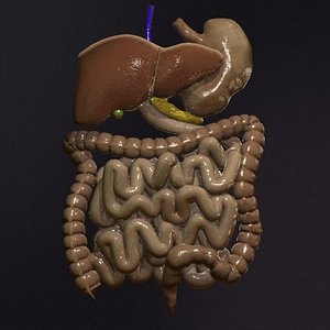 Digestive System