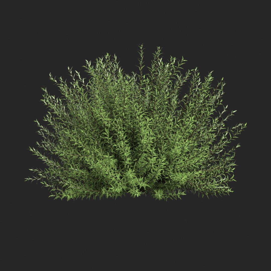 Purple Willow - Salix Purpurea Nana 3D Model - TurboSquid 1931102