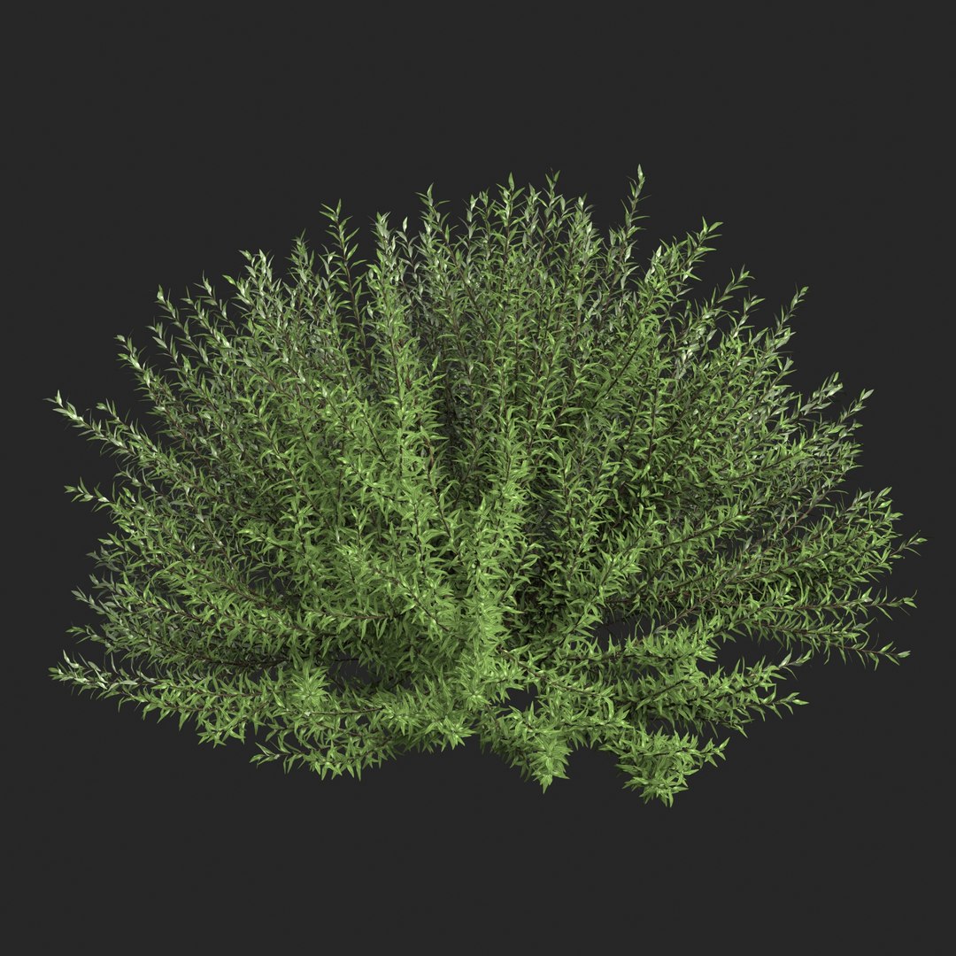 Purple Willow - Salix Purpurea Nana 3D Model - TurboSquid 1931102