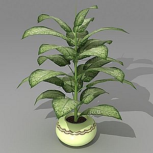 difenbahia houseplant 3d model
