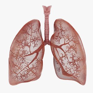 3D Respiratory System with Transparent Lungs