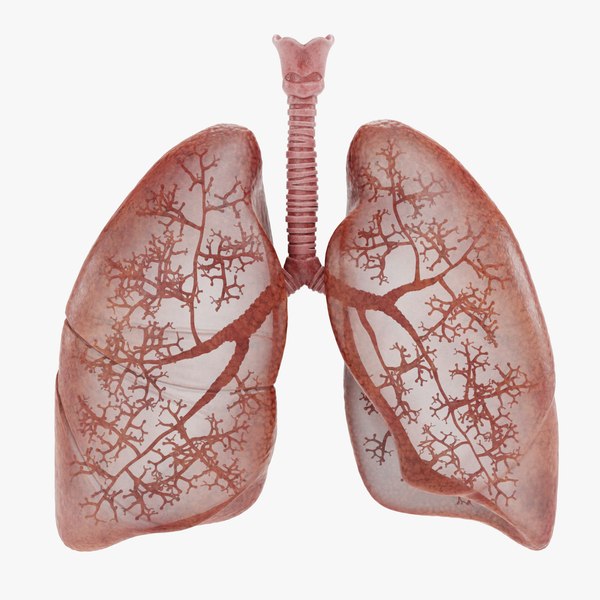 respiratorysystema.jpg