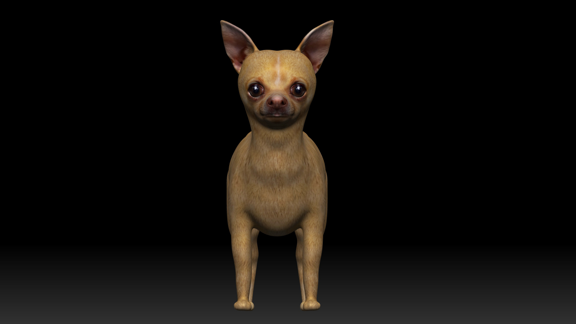 3D fully rigged low poly chihuahua TurboSquid 1746636