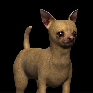 3D fully rigged low poly chihuahua