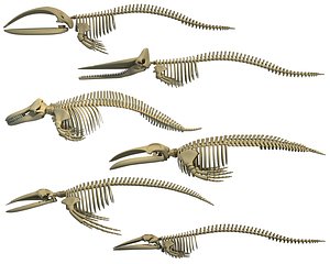 Whale Skeletons