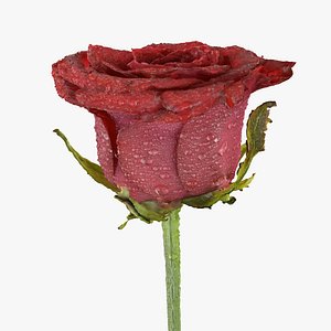 Wet Red Rose Photogrammetry