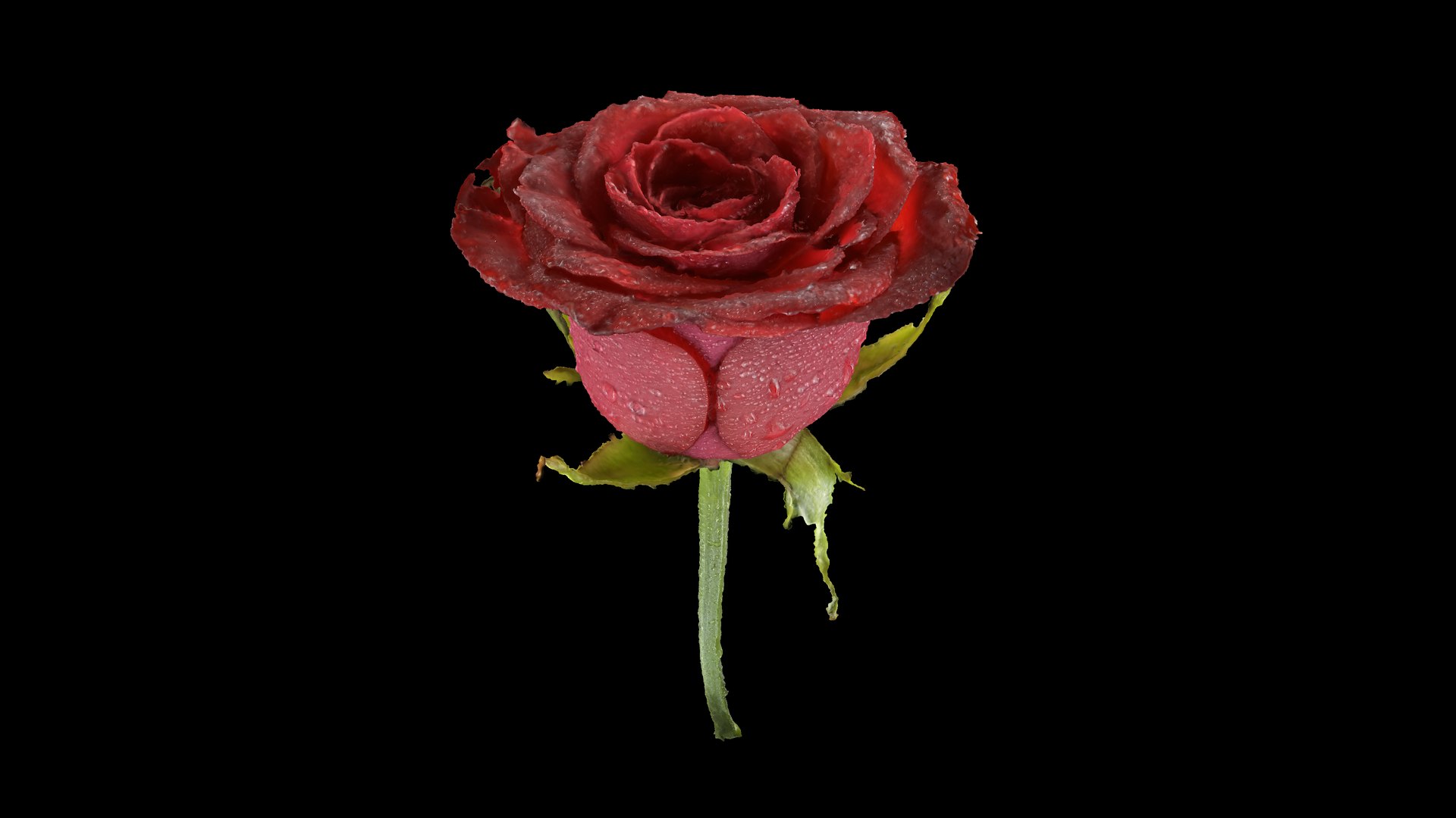 Wet Red Rose Photogrammetry model https://p.turbosquid.com/ts-thumb/Fl/mIdPiE/yj/rose_wet_03/png/1731034084/1920x1080/fit_q87/4cbe913be9428cb6c2cee1d6d65d261ec19f3528/rose_wet_03.jpg
