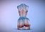 Sliced Female Torso Model