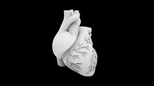 3D Anatomical Human Heart 3D Print Model