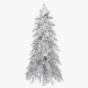 Abies Fraseri Snow Tree 3D model