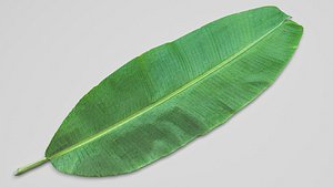 3D Banana Leaf model