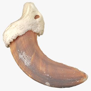 3D model Domestic Dog Nail Bone 02