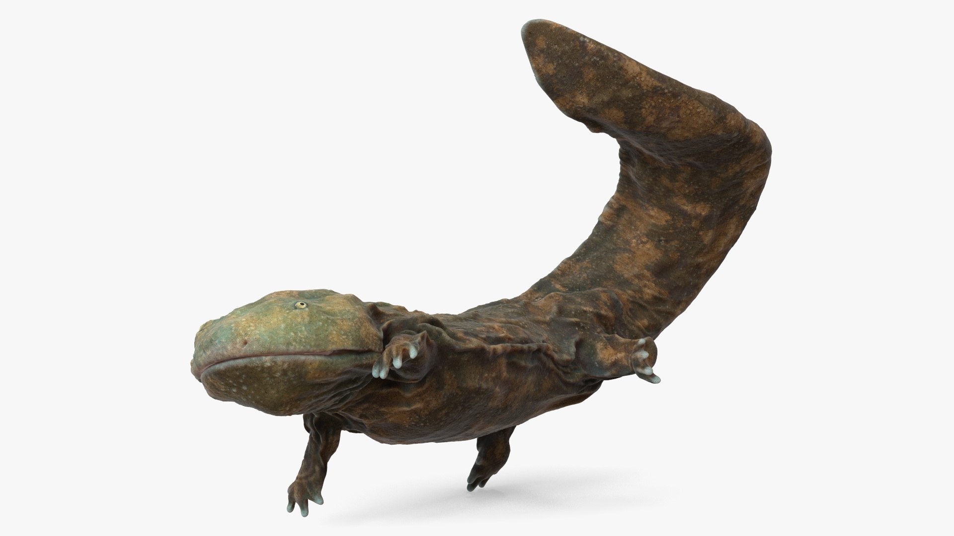 Aquatic Giant Salamander Light Swimming 3D model preview