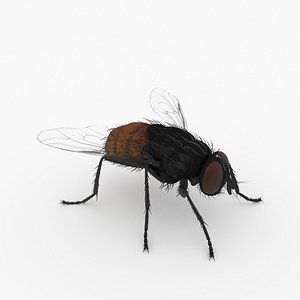 fly