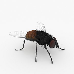 fly