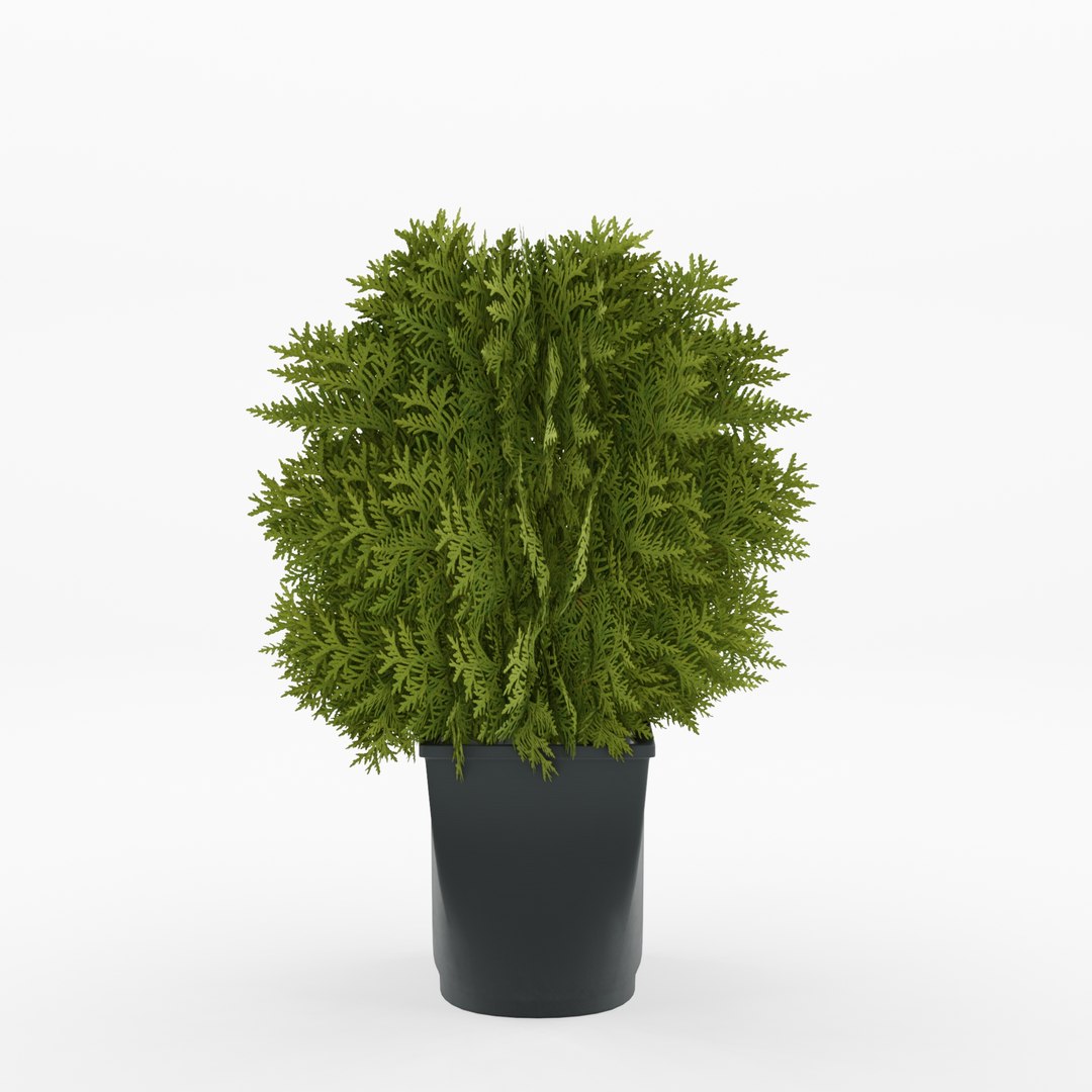 Thuja Occidentalis Tiny Tim 3D Model - TurboSquid 2252536