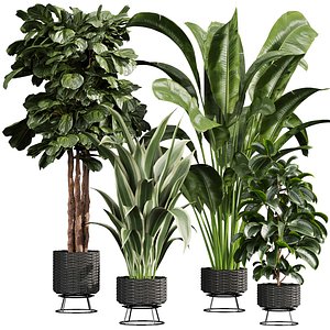 plant vol 856 - indoor - fiddle - banana - rubber 3D