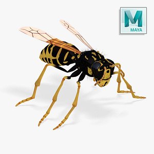 3d realistic wasp -