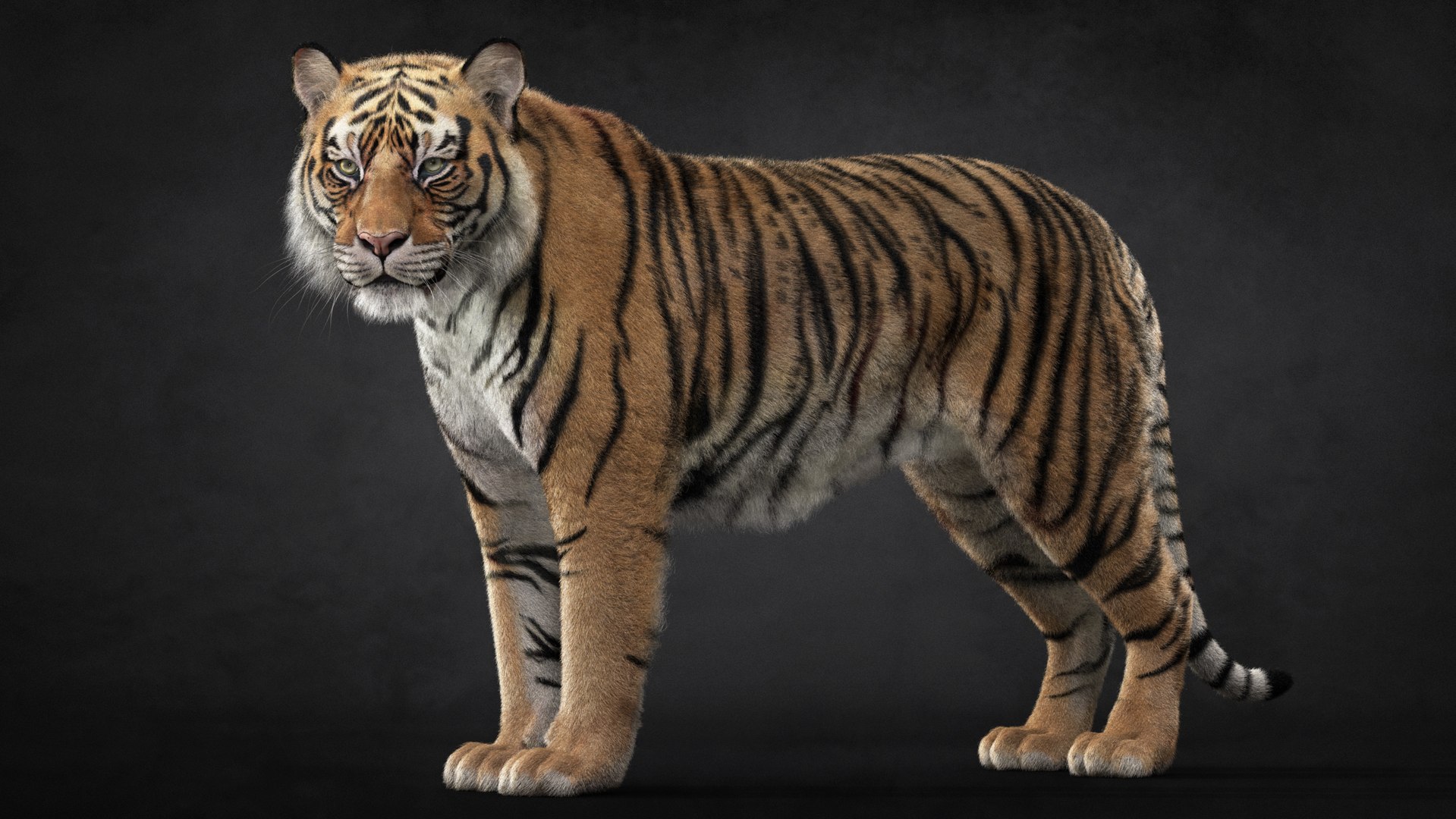 Tiger 2025 - B -RIG Xgen-core 3D Model - TurboSquid 2417823