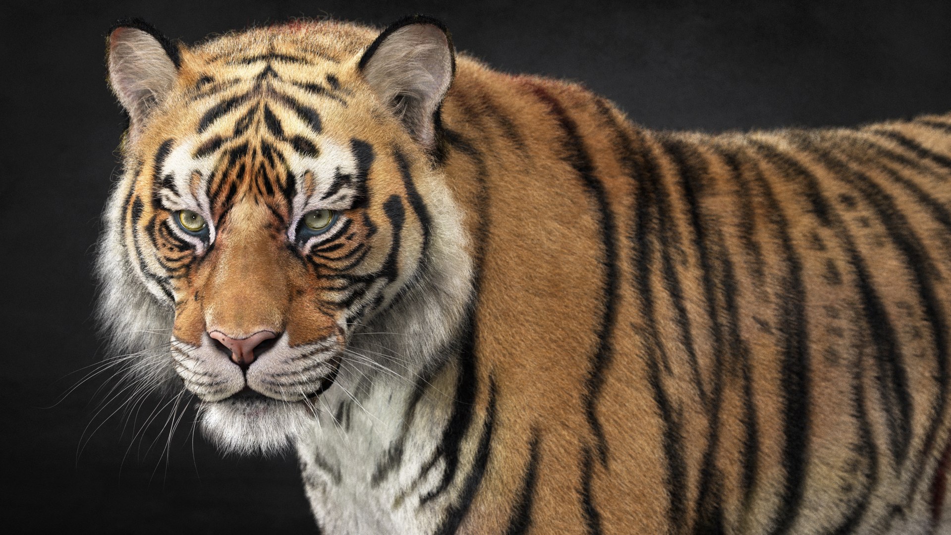 Tiger 2025 - B -RIG Xgen-core 3D Model - TurboSquid 2417823