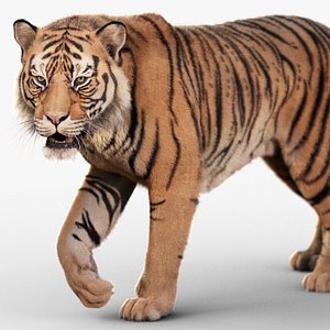 Tiger 2025 - B -RIG Xgen-core 3D model