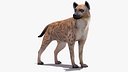 Hyena Rigged for Cinema 4D