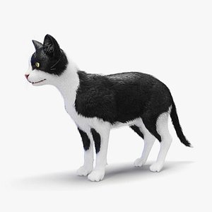 3D Cat Female Body  Static model