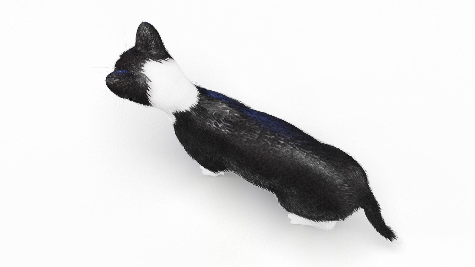 3D Cat Female Body  Static model https://p.turbosquid.com/ts-thumb/Fm/g4SbDC/n0/cat_female_anatomy_2024_stemcell_body0005/jpg/1711227261/1920x1080/fit_q87/b6db822135a558a2464d7193e3a62dcebb8b85a7/cat_female_anatomy_2024_stemcell_body0005.jpg