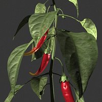 chilli