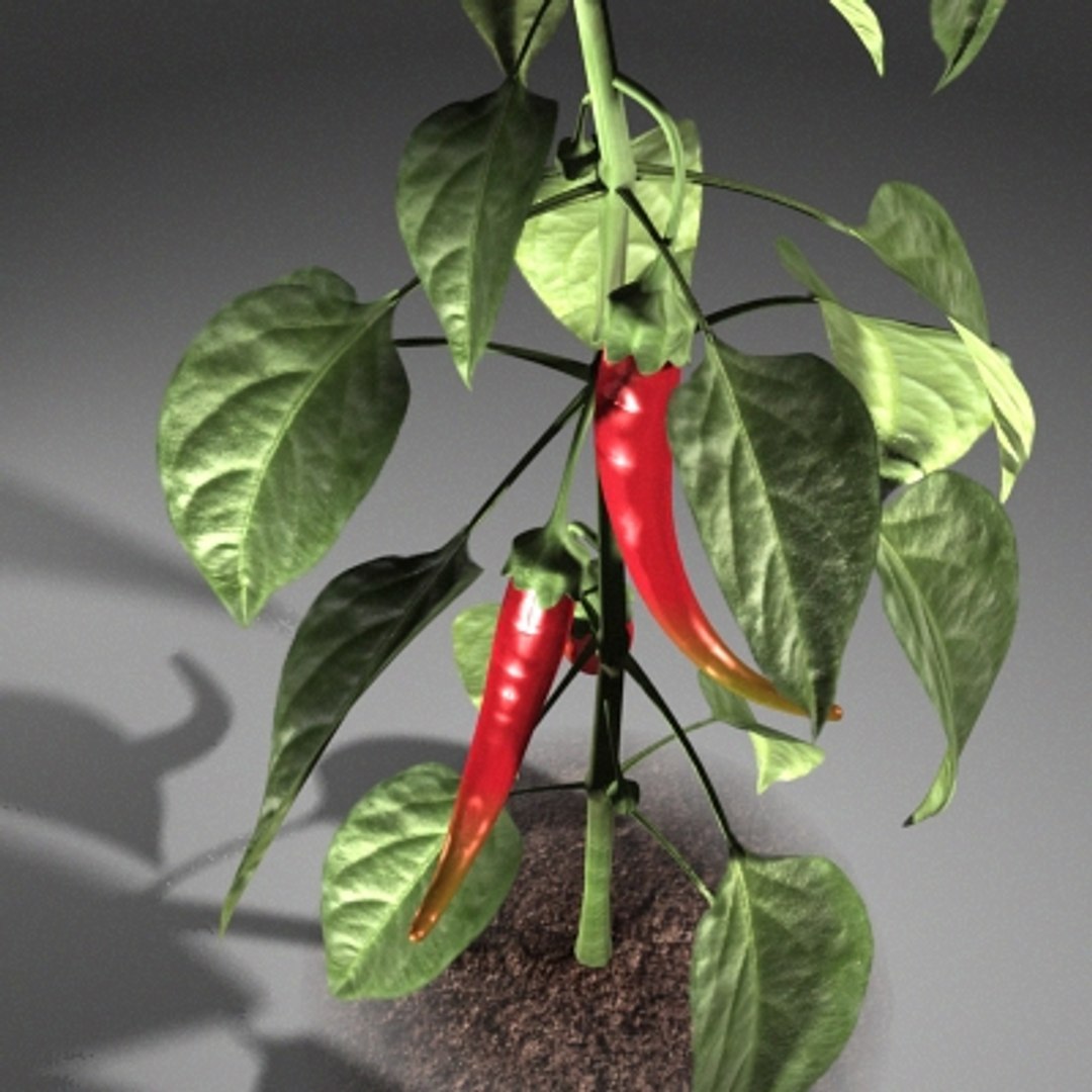 Chili Pepper 3d Model