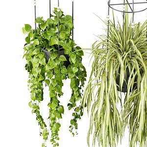 3D Collection plant vol 404 - pothos - hanging - ampelous - ivy -  - blender - 3dmax - cinema 4d model