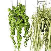 Collection plant vol 404 - pothos - hanging - ampelous - ivy - 3dmax - cinema 4d