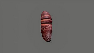 Butterfly cocoon